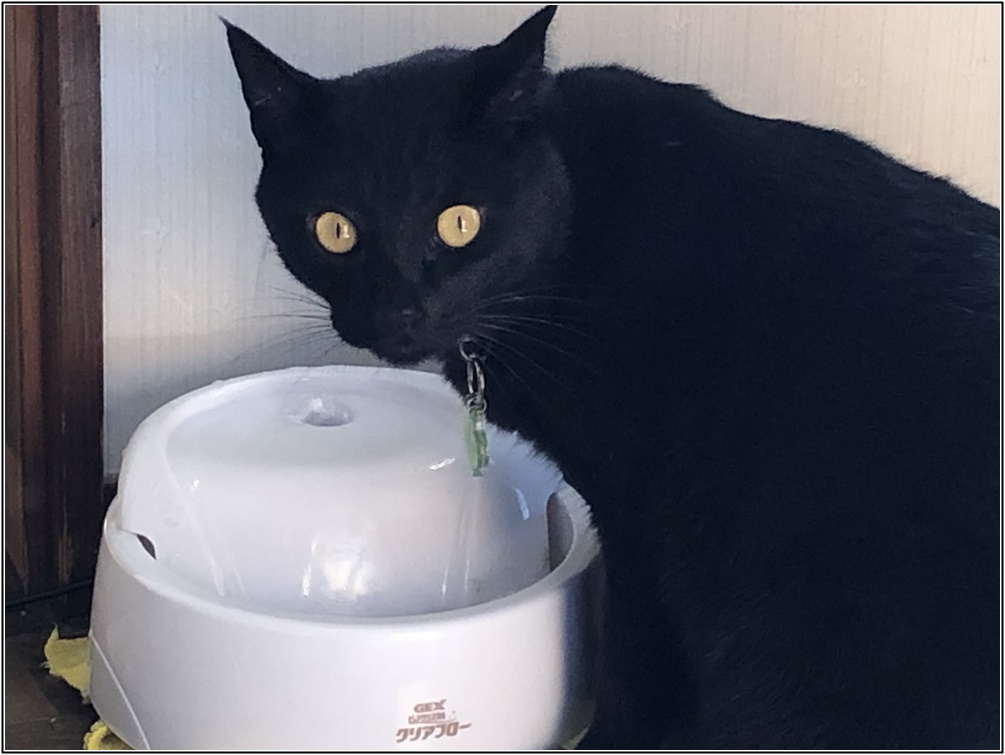 最新 猫 トイレ砂 おすすめ 画像動物フリー